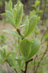 Dirca decipiens