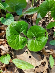 Asarum canadense