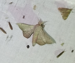 Cicinnus melsheimeri