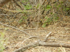 Arremonops rufivirgatus