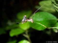 Micrathena sanctispiritus