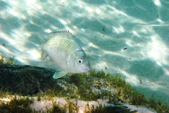 Acanthopagrus butcheri