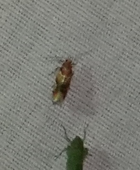 Epicallima argenticinctella