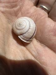 Helminthoglypta phlyctaena