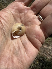 Helminthoglypta phlyctaena