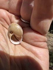 Helminthoglypta phlyctaena