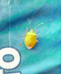 Chlorocoris distinctus