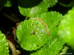 Geonemertes pelaensis