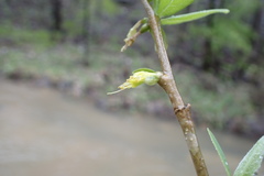 Dirca decipiens