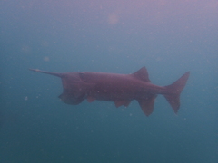 Polyodon spathula
