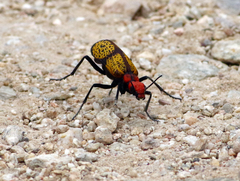 Tegrodera aloga