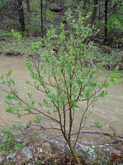 Dirca decipiens