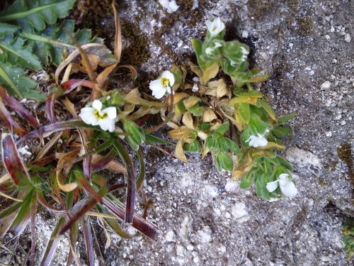 Cerastium peruvianum (Cerastium peruvianum)