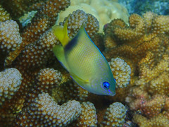 Plectroglyphidodon johnstonianus