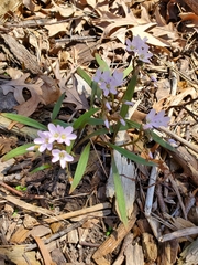 Claytonia virginica