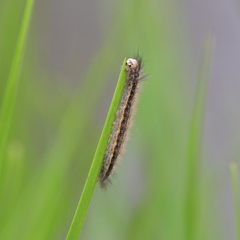 Cisseps fulvicollis