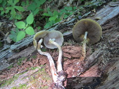 Agrocybe acericola