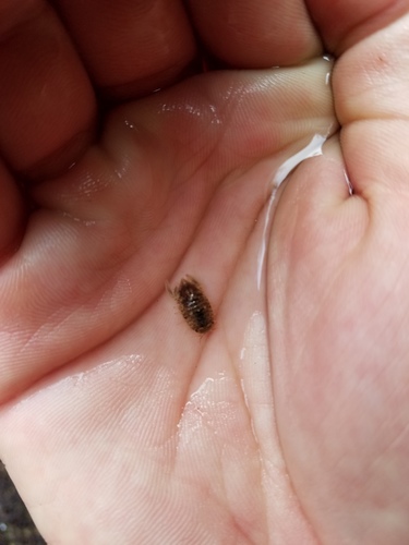 Zuzara venosa