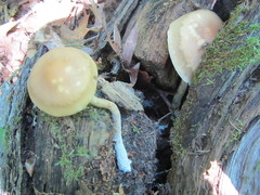 Agrocybe acericola