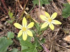 Triteleia ixioides scabra