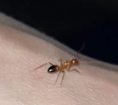 Camponotus baldaccii