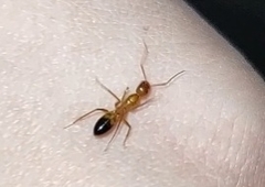 Camponotus baldaccii