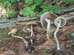 Agrocybe acericola