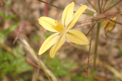 Triteleia ixioides scabra