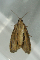 Olethreutes furfuranum
