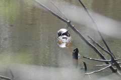 Chrysemys picta marginata