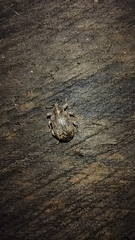 Hyperinae
