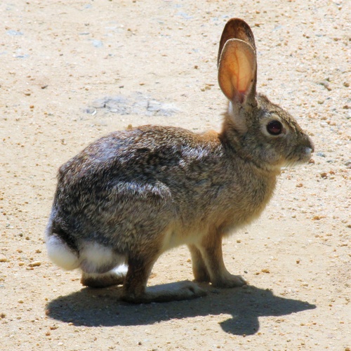 iNaturalist observation photo of Desert Cottontail