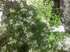 Daphne alpina