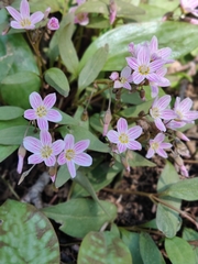 Claytonia caroliniana