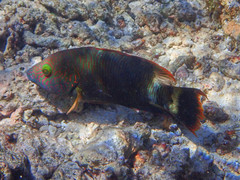 Cheilinus trilobatus