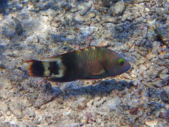 Cheilinus trilobatus