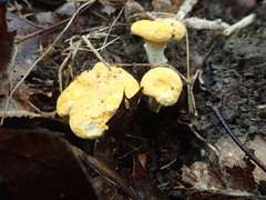 Cantharellus phasmatis