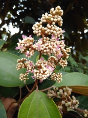 Miconia caudata
