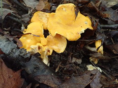 Cantharellus phasmatis