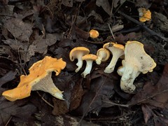 Cantharellus phasmatis