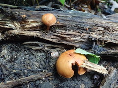 Gymnopilus liquiritiae