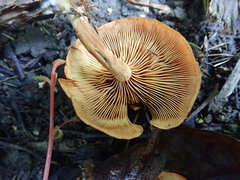 Gymnopilus liquiritiae