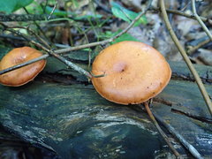 Gymnopilus liquiritiae