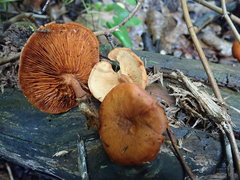 Gymnopilus liquiritiae