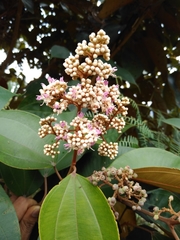 Miconia caudata