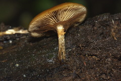Galerina patagonica image
