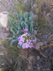 Phoenicaulis