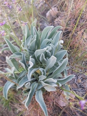 Phoenicaulis