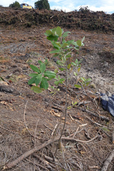 Pittosporum ralphii
