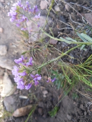 Phoenicaulis